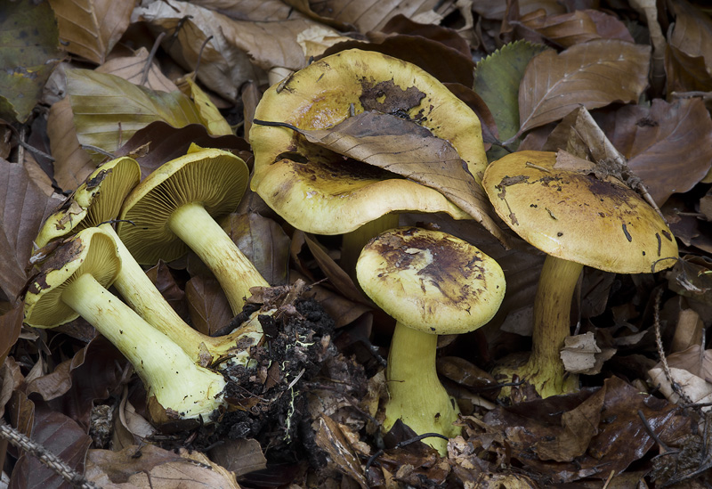 Cortinarius splendens var. splendens